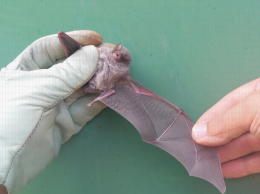 Détail d'une aile de chauve-souris, Minioptère de Schreibers (Miniopterus schreibersii)